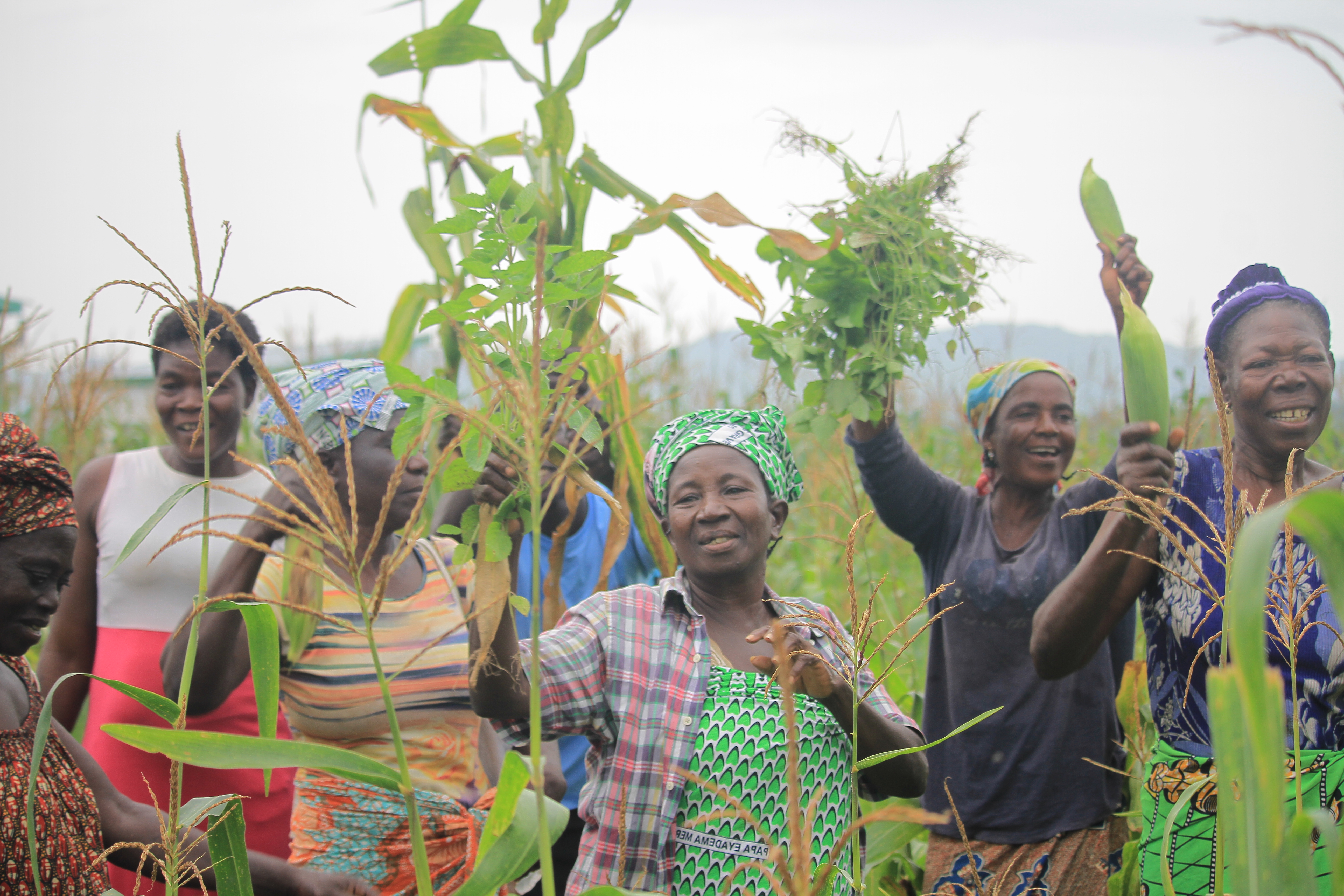 Afrique : Au Togo, le Projet de transformation agroalimentaire soutenu par la Banque africaine de développement atteint sa vitesse de croisière