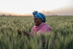 TAATWheatCompactEthiopianWomenCoopFarmer.jpg