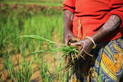 AfDB -Gambia.jpg