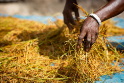 Riziculture Afrique de l'Ouest.jpg