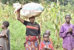 26. AEFPF.  Campagne de rcolte de mais à Kirundi - Déc 2023 9.jpg