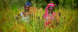 a1-sapz-guinee-senegal-togo-ahfr-en.jpg