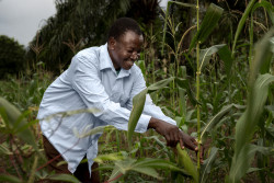 Agriculteur dans un champ de mais.jpg