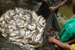 Pecherie africaine.jpg