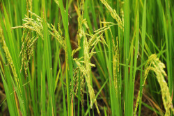 Image de tiges de riz fleurissants.jpg