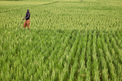 Riziculture Tchad.jpg