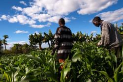 Burundi Agricole.jpg