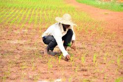 Un paysan repique du riz Nerica (002).jpg