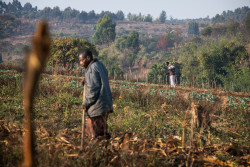 Petits fermiers Tanzanie.jpg