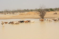 Sahel résilience.jpg