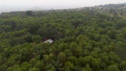 Légende 2 forêt cop30.jpg