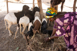 Filière ovine Bénin.jpg