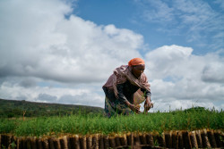 Ethiopie petits agriculteurs.jpg