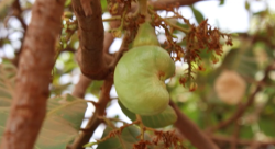 L'anacarde est aujourd'hui le troisième produit agricole d’exportation du Burkina.png